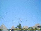 gaviotas.jpg