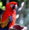 Nome File=aves01.jpg
Peso File=19KB
Dimensioni=294x300
Data inserimento=Gen 13, 2004 aves01.jpg