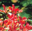 flora01.jpg