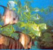 Filename=peces01.jpg
Filesize=20KB
Dimensions=300x280
Date added=Jan 13, 2004 peces01.jpg