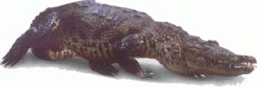 cocodrilo.jpg