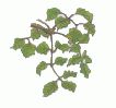 Filename=planta.jpg
Filesize=9KB
Dimensions=234x220
Date added=Jan 19, 2004 planta.jpg