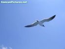 gaviota060415.jpg