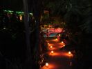 Pool Jungle