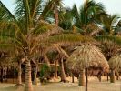 Palapas