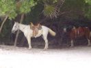 Fichero: barcelo-maya-beach-resort-horse.jpg
Tamaño: 26KB
Dimensiones: 400x300
Fecha de alta: 11 de Dic de 2008 barcelo-maya-beach-resort-horse.jpg
