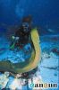 Filename=Buceo_Morena.jpg
Filesize=32KB
Dimensions=266x400
Date added=Jan 22, 2004 Buceo_Morena.jpg