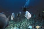 Filename=Buceo_Peces.jpg
Filesize=51KB
Dimensions=605x399
Date added=Jan 22, 2004 Buceo_Peces.jpg