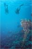 Diving6.jpg