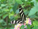 Filename=MARIPOSARIO.JPG
Filesize=96KB
Dimensions=1160x870
Date added=Dec 06, 2004 MARIPOSARIO.JPG