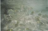 Filename=Peces en la Playa Chac Mool.jpg
Filesize=19KB
Dimensions=582x371
Date added=Aug 15, 2004 Peces en la Playa Chac Mool.jpg